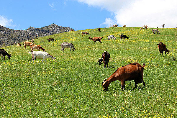 Grazalema Natural Park: excellent cheeses come from this area